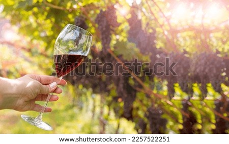 A glass of red wine in a woman's hand, against the backdrop of a vineyard with a ripe juicy harvest. Free space for text. High quality photo