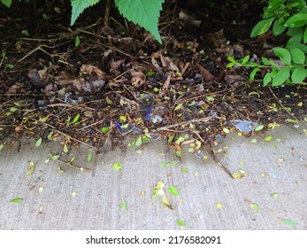 Glass Shards In Dead Vegetation Below A Hedge.