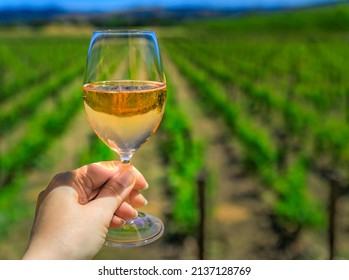 Glass Of Sparkling Rose Wine With A Blurred View Of Grape Vines In Background At A Vineyard In The Spring In Napa Valley, California, USA