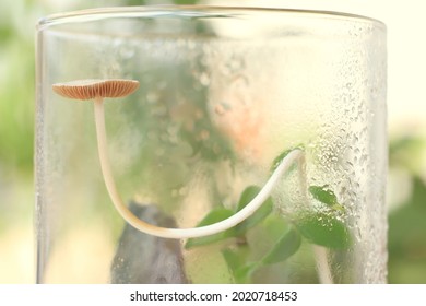 A Glass Terrarium With A Mushroom Inside In Warm Sunlight.