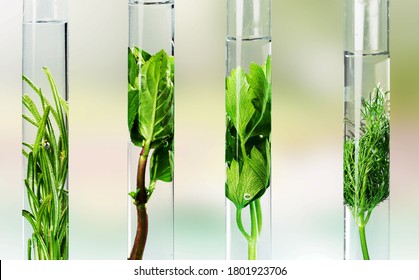 Glass Test Tubes With Herbal In The Biotech Laboratory