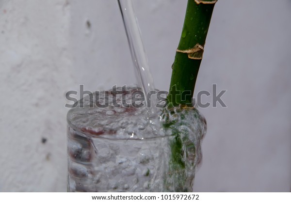 Glass Vase Bamboo Plant Changing Vase Stock Photo Edit Now