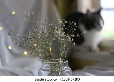 Glass vase with gypsophila flowers and tabby cat in the background. Selective focus. - Powered by Shutterstock