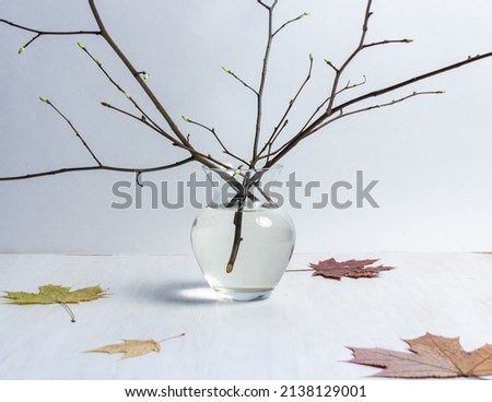 glass vase  with water and tree branches with leaf buds and fallen maple leaves on white background