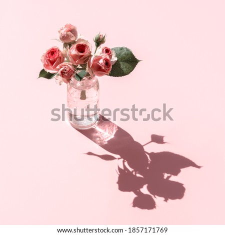 A glass with water and pink flower mini Rose called Mimi Eden with drops of water on bright pink background. Minimal flowers concept in hard light with shadows. Front view, soft focus. Copy space
