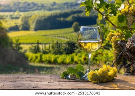 Glass of white wine and grape cluster in the vineyards of France in autumn.