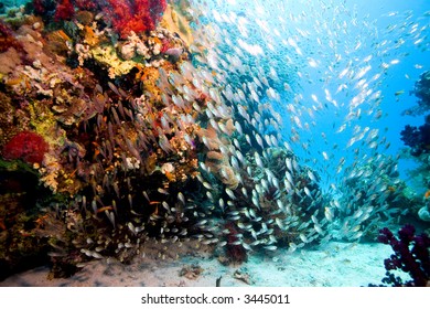 glassfish at coralreef