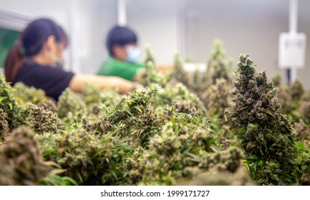 Glasshouse Farming Of Cannabis Science Lab For Researching For Make Medicine With Marijuana   