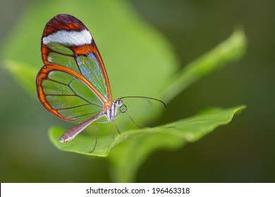 A Glasswing Butterfly, Also Called a Greta Oto, Resting on a Green Leaf