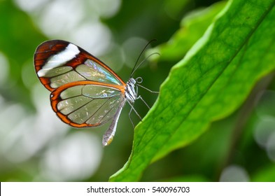 Glasswing butterfly, Greta morgane oto