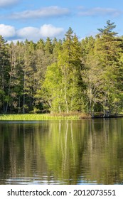 Glassy Lake In The Forest