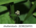 glassy winged sharpshooter insect macro photography