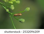 glassy winged sharpshooter insect macro photography