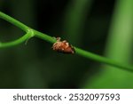 glassy winged sharpshooter insect macro photography