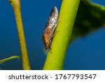 glassy-winged sharpshooter - Homalodisca vitripennis – (formerly H. coagulata) on trumpet vine