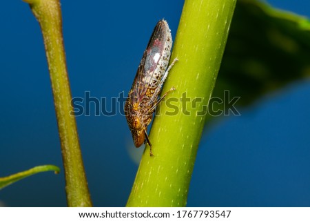 glassy-winged sharpshooter - Homalodisca vitripennis – (formerly H. coagulata) on trumpet vine