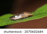 Glassy-winged sharpshooter Homalodisca vitripennis insect leaf nature Springtime pest control.