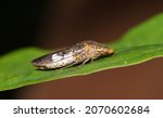 Glassy-winged sharpshooter (Homalodisca vitripennis) on leaf, nature Springtime pest control agriculture.