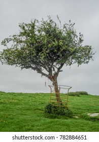 The Glastonbury Thorn in 2007 before it was destroyed