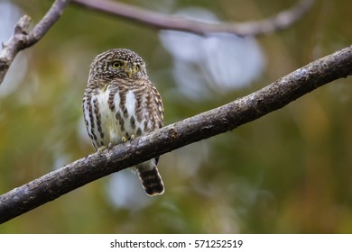 Glaucidium Brodiei