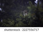 Glaucidium passerinum sits on a branch at night and looks at the prey, the best photo