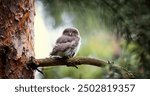 Glaucidium passerinum sits on a branch at night and looks at the prey, the best photo