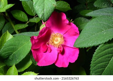 Glaucous Dog Rose Flower Yellow And Purple