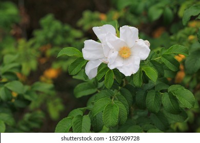 Glaucous Dog Rose, Rosa Dumalis