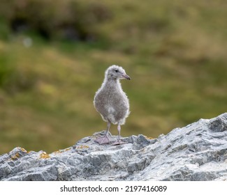 Glaucous Gull Chick In Arctic