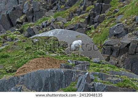 Glaucous Gull With Its Chick on an Island Nest by Alkefjelletof  in the Svalbard Islands