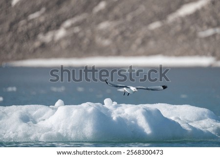 Glaucous gull (Larus hyperboreus) in flight above an iceberg, in Bjornfjorden, Svalbard, Norway