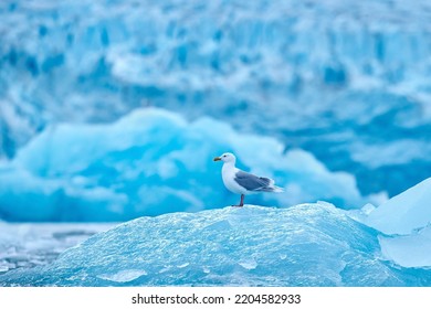 Glaucous Gull, Larus Hyperboreus On Ice With Snow. Seal Carcass With White Gull, Bird Feeding Blood Viscera In Nature Habitat. Animal Behavior In Arctic. Blue Glacier Icebreaker With White Bird.