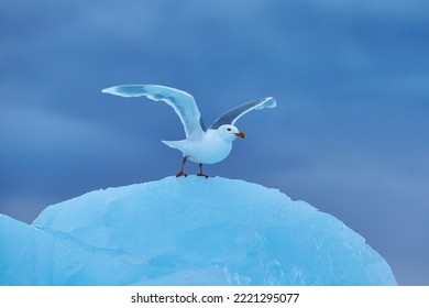 Glaucous Gull, Larus Hyperboreus On Ice With Snow. Seal Carcass With White Gull, Bird Feeding Blood Viscera In Nature Habitat. Animal Behavior In Arctic. Blue Glacier Icebreaker With White Bird.