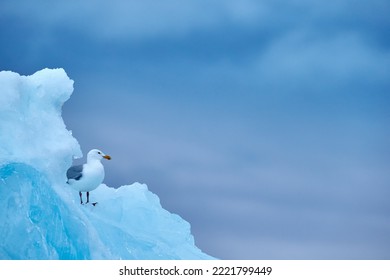 Glaucous Gull, Larus Hyperboreus On Ice With Snow. Seal Carcass With White Gull, Bird Feeding Blood Viscera In Nature Habitat. Animal Behavior In Arctic. Blue Glacier Icebreaker With White Bird.