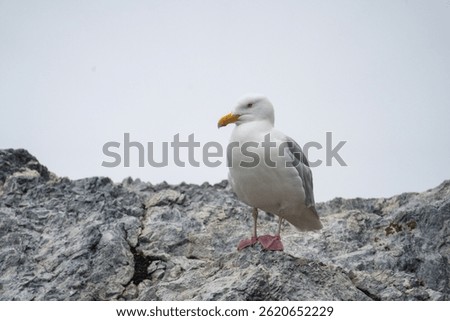 Glaucous gull (Larus hyperboreus) on a rock in Gnalodden, Svalbard, Norway