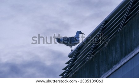 glaucous gull (Larus hyperboreus) perched on the roof of a building in Vancouver water front in early morning during summer