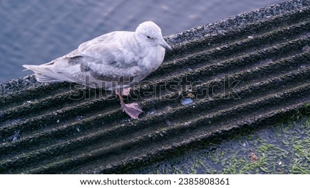 glaucous gull (Larus hyperboreus) perched on Vancouver water front in early morning during summer