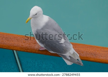 Glaucous Gull on Railing of Ship in Glacier Bay National Park, Alaska.
