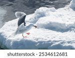 Glaucous Gulls (Larus hyperboreus) with a fish in the beak, Olgastretet (Edge Island), Svalbard Archipelago, Arctic Norway