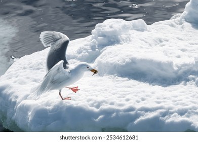 Glaucous Gulls (Larus hyperboreus) with a fish in the beak, Olgastretet (Edge Island), Svalbard Archipelago, Arctic Norway
