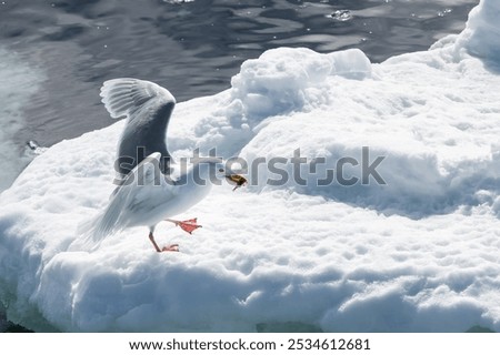 Glaucous Gulls (Larus hyperboreus) with a fish in the beak, Olgastretet (Edge Island), Svalbard Archipelago, Arctic Norway