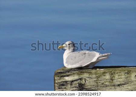 Glaucouse-winged Gull (nonbreeding) (larus glaucescens) sitting on a wooden dock