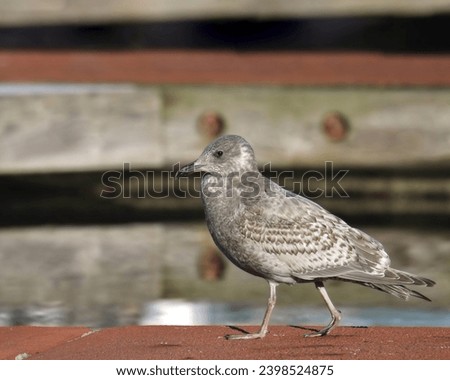 Glaucous-winged Gull (1st year) (larus glaucescens) walking on a dock