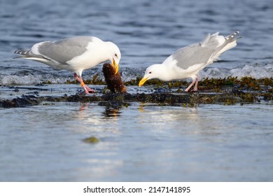 Glaucous-winged Gull Caught A Delicious Sea Cucumber For Lunch At Seaside, Its Large, Stocky Gull Of The North Pacific. Generally Fairly Pale And Uniform-looking;