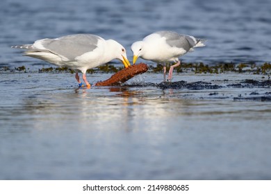 Glaucous-winged Gull Caught A Delicious Sea Cucumber For Lunch At Seaside, Its Large, Stocky Gull Of The North Pacific. Generally Fairly Pale And Uniform-looking