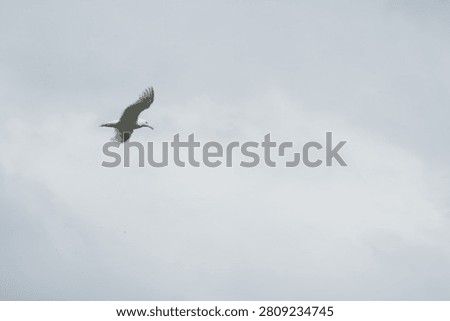 Glaucous-Winged Gull In Flight Against Cloudy Sky