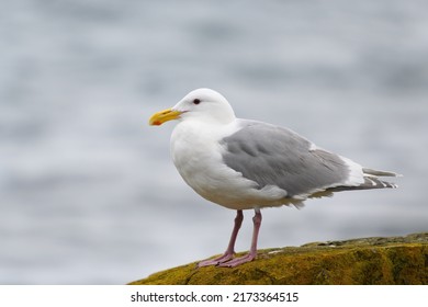 Glaucous-winged Gull resting at seaside, its Large, stocky gull of the North Pacific.