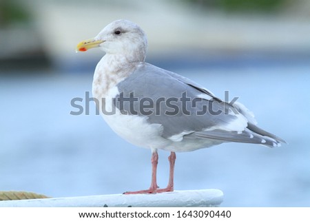 glaucous-winged gull with winter plumage