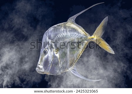 Gleaming Atlantic Lookdown Fish in Dark Underwater