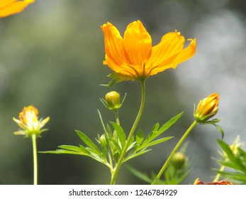 Gleaming Marigold; Tagetes Lucida